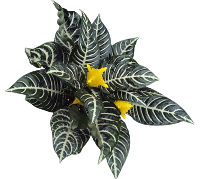 Zebra Plant Aphelandra